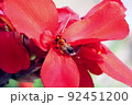 カンナの花に留まるトラマルハナバチ 92451200