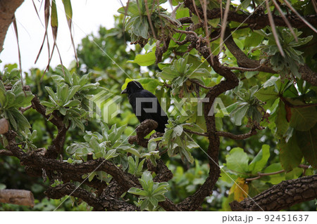 石垣島 フサキビーチのオサハシブトガラス 石垣島 フサキビーチのオサハシブトガラス 92451637