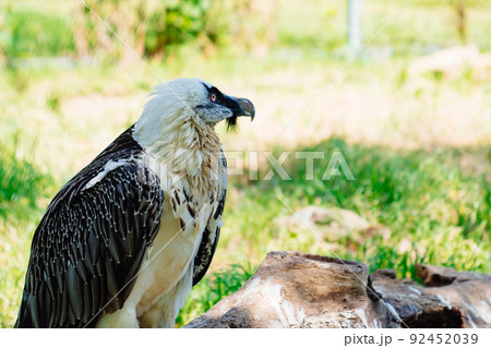 Bearded vulture on a stump in the zoo enclosure.  92452039