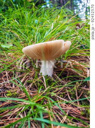 White russula mushroom is growing in dense grass. Close-up, selective focus 92452570