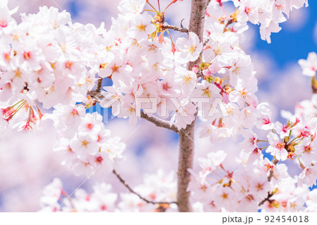桜・満開 92454018