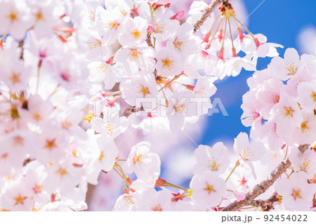 桜・満開 92454022