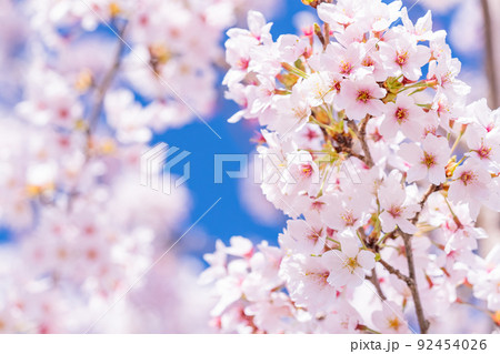 桜・満開 92454026