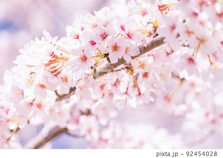 桜・満開 桜・満開 92454028