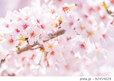 桜・満開 92454029