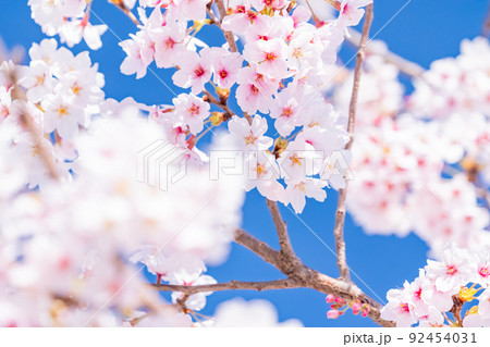 桜・満開 92454031