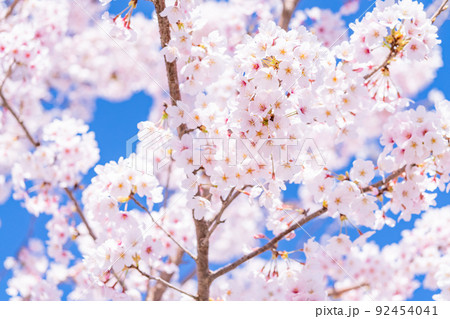 桜・満開 92454041
