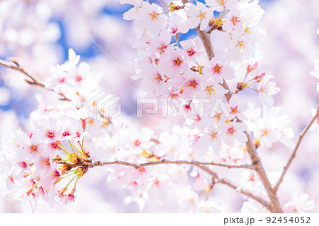 桜・満開 92454052