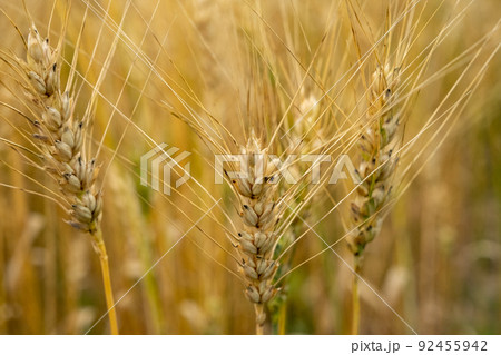 Golden wheat field. Beautiful nature sunset landscape. Meadow wheat field background of ripening ears. Concept of high yield and productive seed industry. Bread crisis in the world 92455942