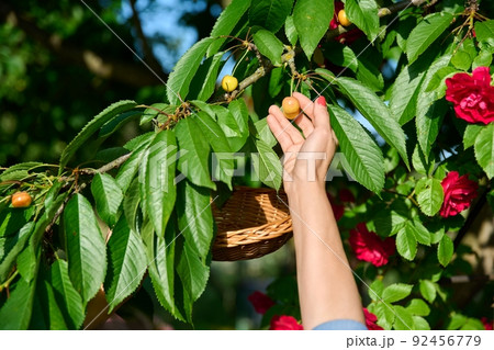 Close-up of a womans hand touching ripe yellow cherries on tree Close-up of a womans hand touching ripe yellow cherries on tree 92456779