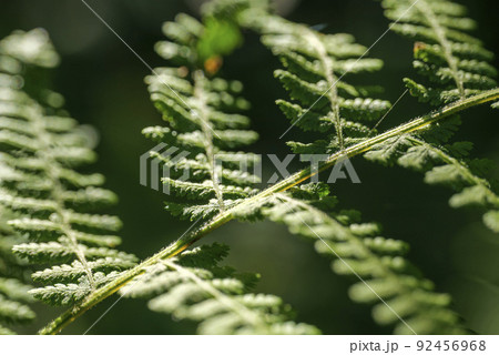 Macro of a fern leaves in the morning light Macro of a fern leaves in the morning light 92456968