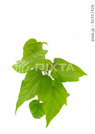 ベニノキ ベニノキ 92457426