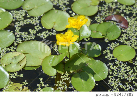 アサザの花 アサザの花 92457885