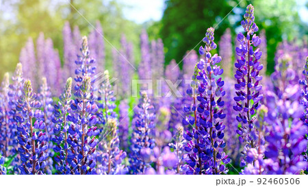 A beautiful natural background for your projects in banner format with a field of lupine flowers on a clear summer day A beautiful natural background for your projects in banner format with a field of lupine flowers on a clear summer day 92460506