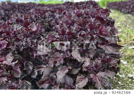 夏の北海道七飯町で収穫間近の赤紫蘇畑の風景を撮影 92462566