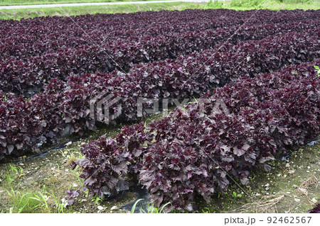 夏の北海道七飯町で収穫間近の赤紫蘇畑の風景を撮影 夏の北海道七飯町で収穫間近の赤紫蘇畑の風景を撮影 92462567
