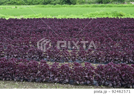 夏の北海道七飯町で収穫間近の赤紫蘇畑の風景を撮影 92462571