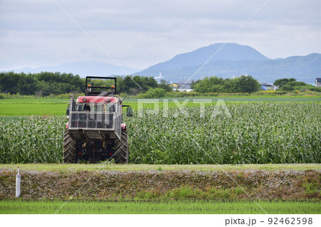 夏の北海道七飯町で収穫間近のトウモロコシ畑の風景を撮影 夏の北海道七飯町で収穫間近のトウモロコシ畑の風景を撮影 92462598