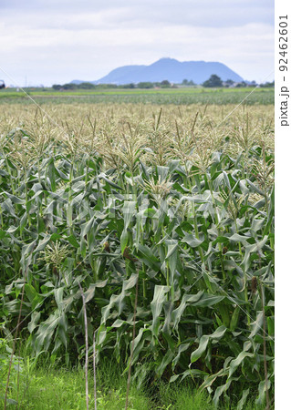 夏の北海道七飯町で収穫間近のトウモロコシ畑の風景を撮影 夏の北海道七飯町で収穫間近のトウモロコシ畑の風景を撮影 92462601