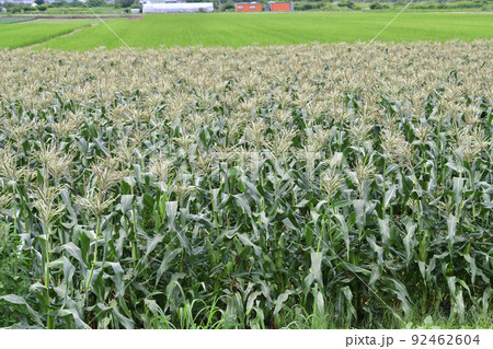 夏の北海道七飯町で収穫間近のトウモロコシ畑の風景を撮影 夏の北海道七飯町で収穫間近のトウモロコシ畑の風景を撮影 92462604