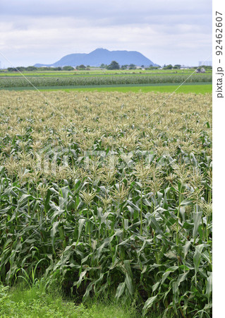 夏の北海道七飯町で収穫間近のトウモロコシ畑の風景を撮影 夏の北海道七飯町で収穫間近のトウモロコシ畑の風景を撮影 92462607