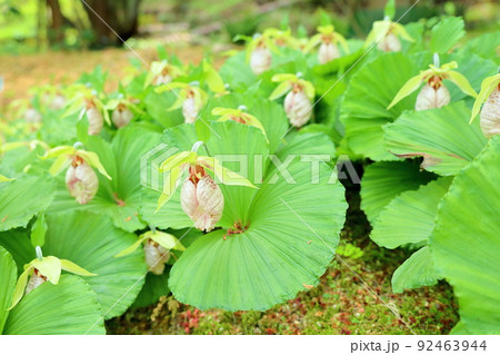 クマガイソウの花 92463944