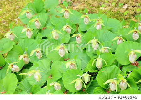 クマガイソウの花 クマガイソウの花 92463945