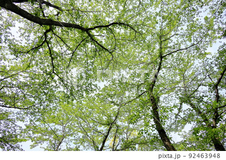 桜の若葉 92463948