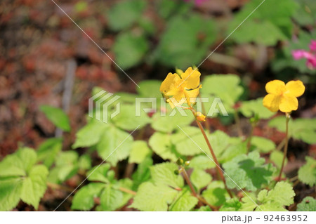 ヤマブキソウの花 92463952