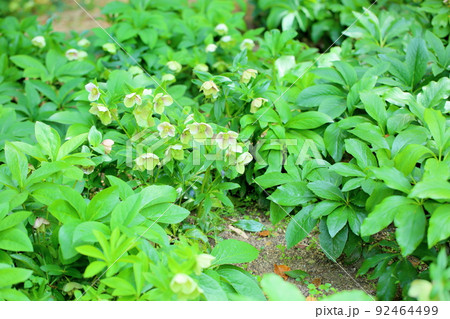 クリスマスローズの花 クリスマスローズの花 92464499