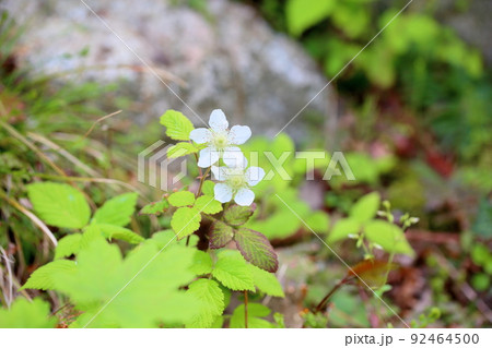 オヘビイチゴの花 オヘビイチゴの花 92464500