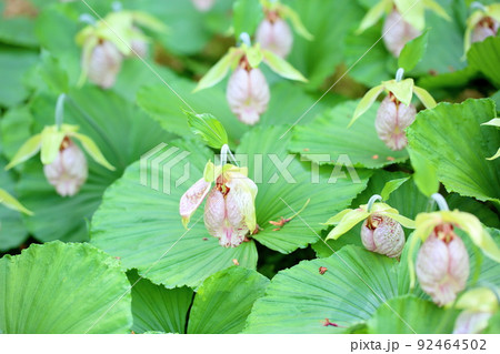 クマガイソウの花 92464502