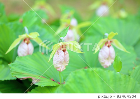 クマガイソウの花 92464504