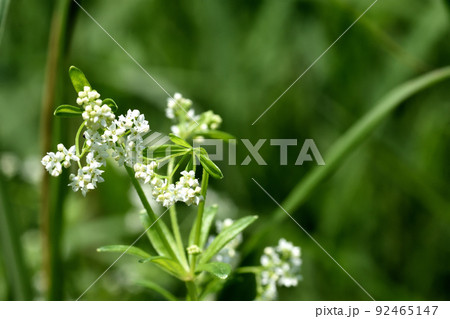 絶滅危惧種で、初夏から真夏に草むらのように繁茂するハナムグラの白い花は良く目立つ 絶滅危惧種で、初夏から真夏に草むらのように繁茂するハナムグラの白い花は良く目立つ 92465147