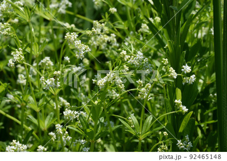 絶滅危惧種で、初夏から真夏に草むらのように繁茂するハナムグラの白い花は良く目立つ 絶滅危惧種で、初夏から真夏に草むらのように繁茂するハナムグラの白い花は良く目立つ 92465148
