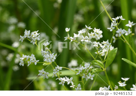 絶滅危惧種で、初夏から真夏に草むらのように繁茂するハナムグラの白い花は良く目立つ 92465152