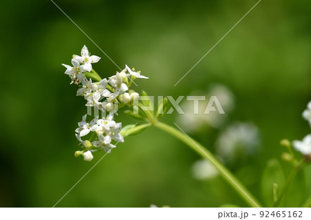 絶滅危惧種で、初夏から真夏に草むらのように繁茂するハナムグラの白い花は良く目立つ 92465162
