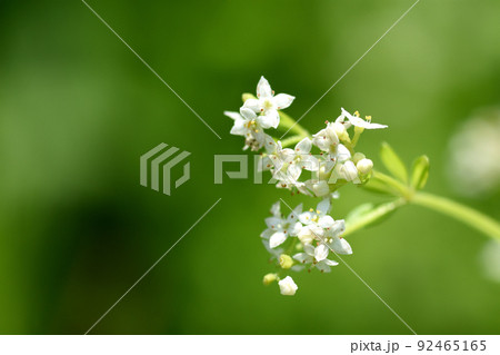 絶滅危惧種で、初夏から真夏に草むらのように繁茂するハナムグラの白い花は良く目立つ 92465165
