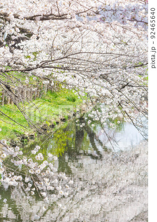 新河岸川の桜【埼玉県川越市】 92465640