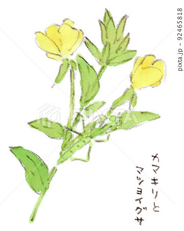 夏の草花：カマキリとマツヨイグサの水彩画イラスト 92465818