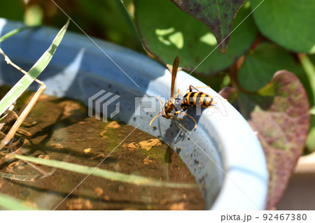 暑い日に巣を冷やすためか15分間隔ほどで水を飲みに来ているセグロスズメバチ 92467380