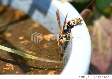 暑い日に巣を冷やすためか15分間隔ほどで水を飲みに来ているセグロスズメバチ 92467382