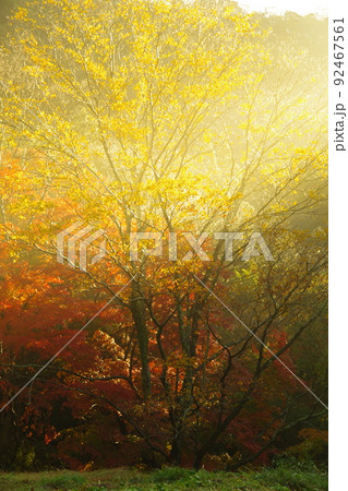 朝の斜光線を浴びて輝く紅葉　Ver2 92467561
