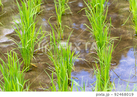 水田に植えられた稲の苗 水田に植えられた稲の苗 92468019