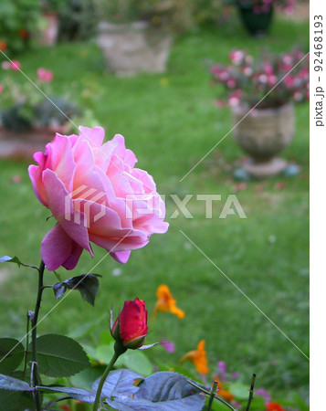 北東イングランドの春 その43 92468193