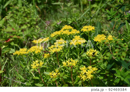 キリンソウ　花　高山植物 92469384
