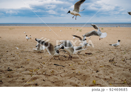 flock of sea gulls flying fighting for food on beach by the sea flock of sea gulls flying fighting for food on beach by the sea 92469685