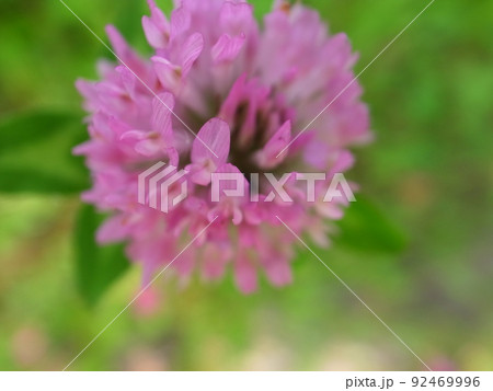 アカツメクサ 92469996