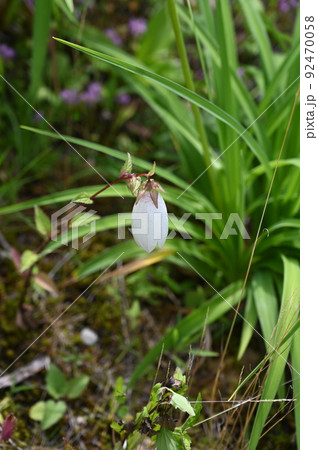ヤマホタルブクロ　高山植物 92470058