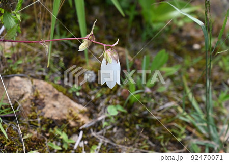 ヤマホタルブクロ　高山植物 92470071